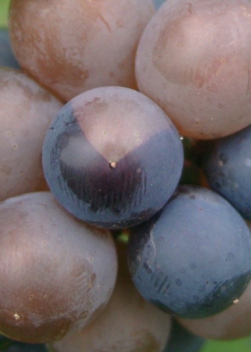10070002Mutation Grauburgunder zu Spaetburgunder 5